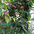 Clerodendrum Thompsoniae #Ogrody