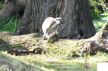 #Małpy #zoo #Wrocław