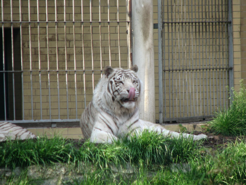 #TygrysBiały #zoo #zwierzęta #wrocław #koty