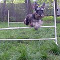 agility #pies