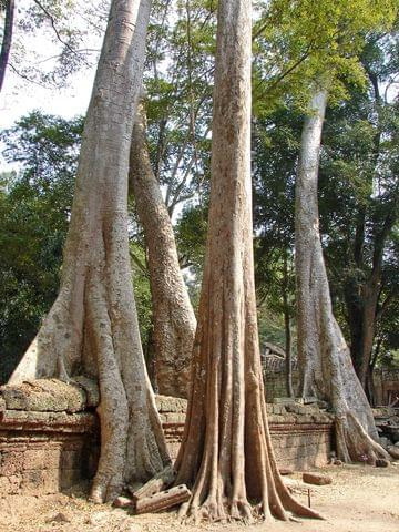 Ta Prohm