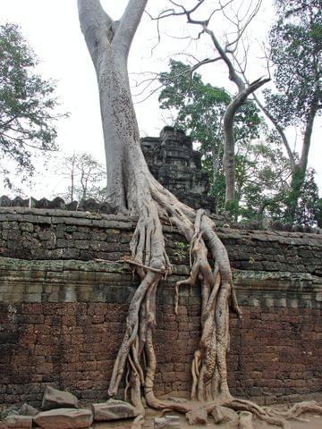 Ta Prohm