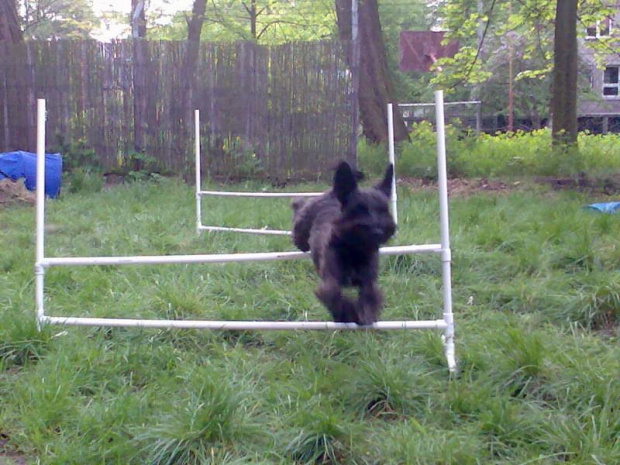 agility #pies