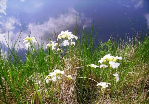 #wiosna #łąka #kwiaty #woda #rzeka #staw #niebo