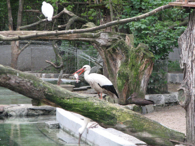 #Bociek #zwierzęta #zoo #Wrocław