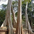 Ta Prohm