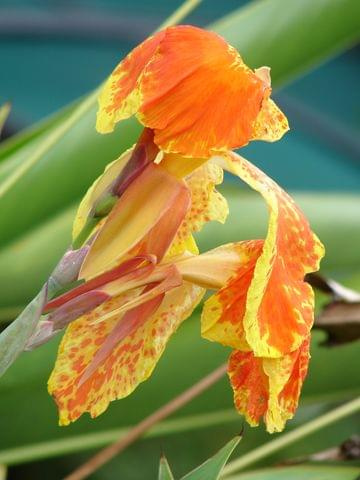 Kuala Lumpur Orchid Garden Ogród Orchidei)