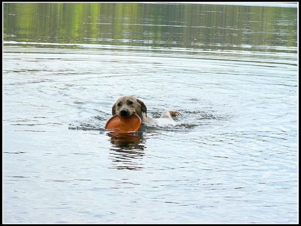 #labrador #pies