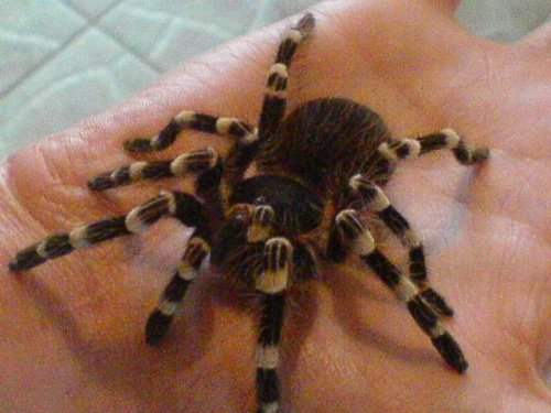 A.Geniculata
Leon :)