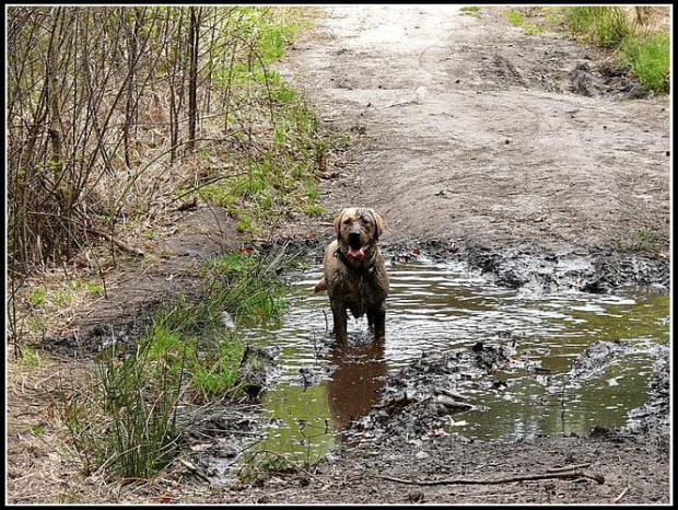 #PiesLabrador