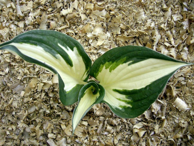 Hosta 'Fire and Ice'