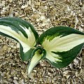 Hosta 'Fire and Ice'