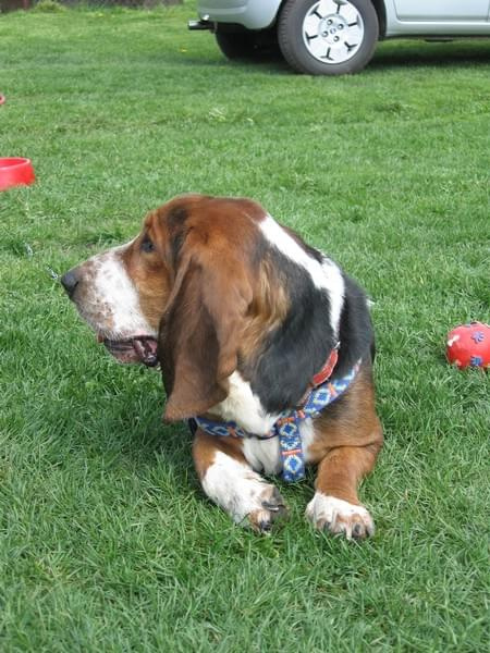 .....profil..... #Basset #Ostrołęka #BassetHound #Boogie #pies