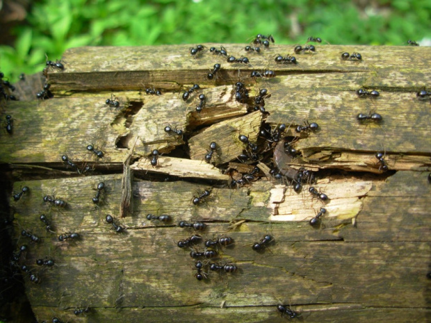 pracowite mrówki--u źródła rzeki Łyny #miejsca