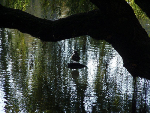 TORUŃ - PARK #FaunaIFlora