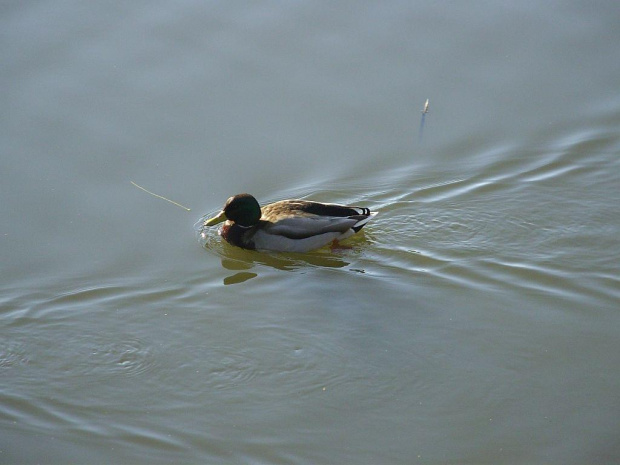 TORUŃ - PARK #FaunaIFlora