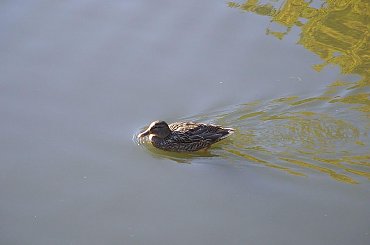 TORUŃ - PARK #FaunaIFlora