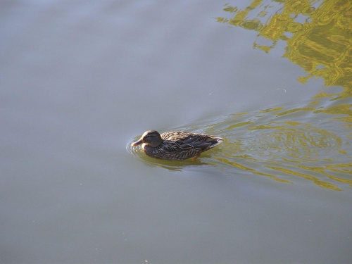 TORUŃ - PARK #FaunaIFlora