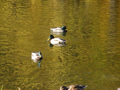 TORUŃ - PARK #FaunaIFlora