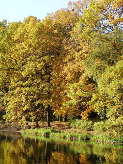 TORUŃ - PARK #FaunaIFlora