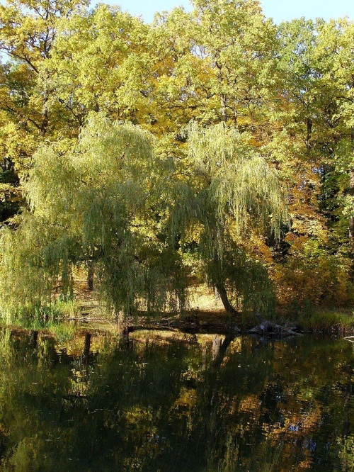 TORUŃ - PARK #FaunaIFlora