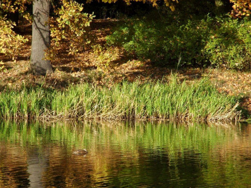 TORUŃ - PARK #FaunaIFlora