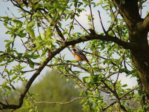 Ptaszyna #natura #zwierzęta #ptaki