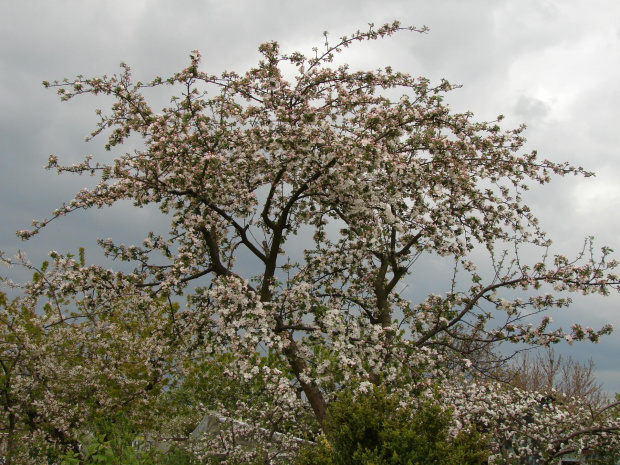 Kwitnąca jabłonka #natura #rośliny #drzewa