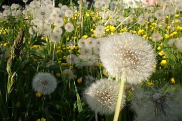 #makro #roślina #dmuchawiec