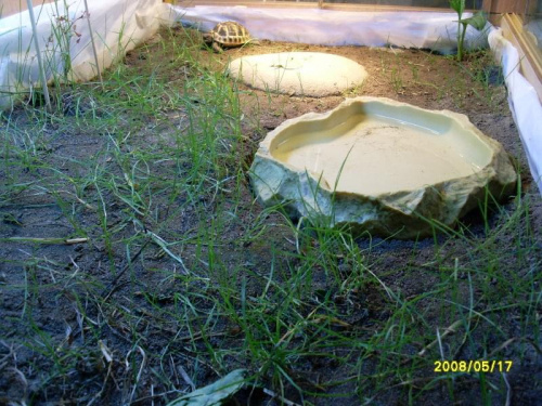 żółwik NIKI #żół #żółwik #terrarium