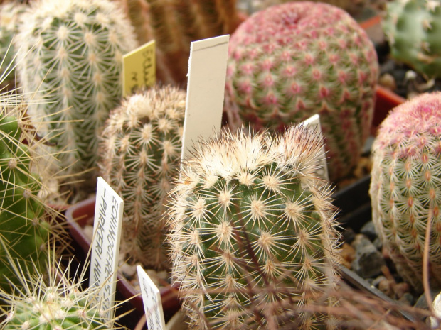 Echinocereus