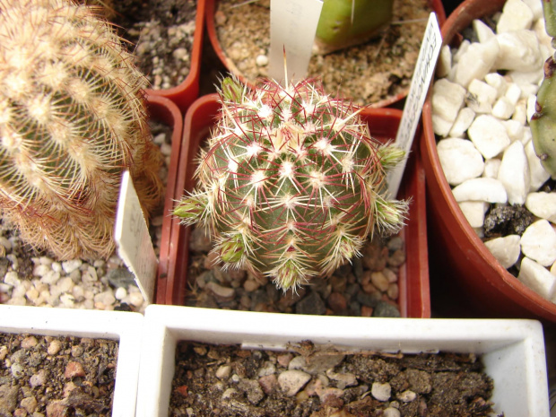 Echinocereus