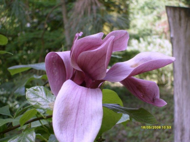 magnolia w Arboretum w Bolestraszycach