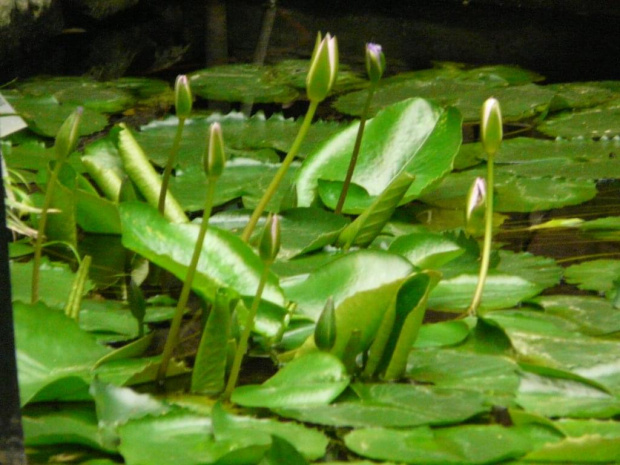 Warszawa-Ogród Botaniczny-18-05-2008.