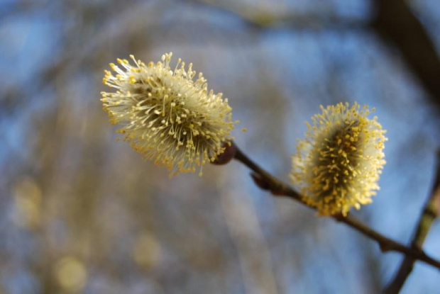 bazie #wiosna #natura #przyroda