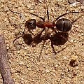 #mrówka #owad