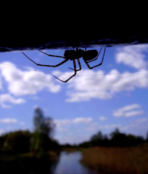 #pająk #owad #krajobraz #natura #wiosna