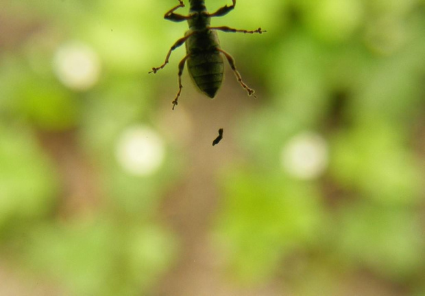 owad na obiektywie zostawia niespodzianke #owad