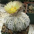 Astrophytum asterias cv supercabuto