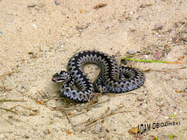 Vipera berus