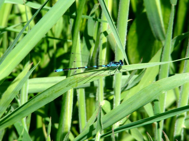 makro, ważka, owad