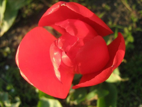 Tulipan #kwiaty