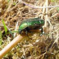 Kruszczyca złotawka - Cetonia aurata ; w wersji XXL . Data : 15.05.2008. Miejscowość : Piaski Wielkopolskie .