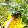 Kruszczyca złotawka - Cetonia aurata ; w wersji XXL . Data : 15.05.2008. Miejscowość : Piaski Wielkopolskie .