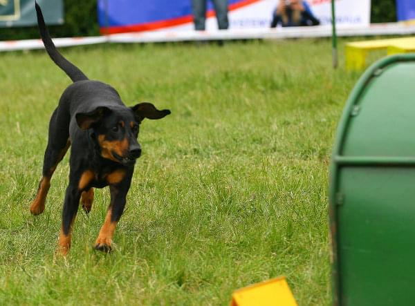 Zawody Agility 24.05.2008 Bydgoszcz PPA