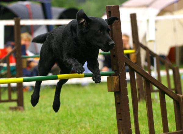 Zawody Agility 24.05.2008 Bydgoszcz PPA