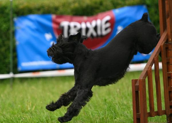 Zawody Agility 24.05.2008 Bydgoszcz PPA