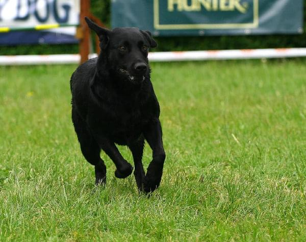 Zawody Agility 24.05.2008 Bydgoszcz PPA