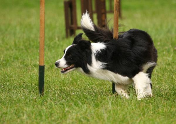 Zawody Agility 24.05.2008 Bydgoszcz PPA