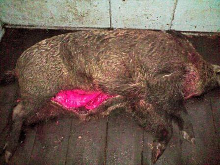 Dzik strzelony przez mojego ojca na polowaniu zbiorowym w Bełdowie #dzik #las #polowanie #zwierzyna